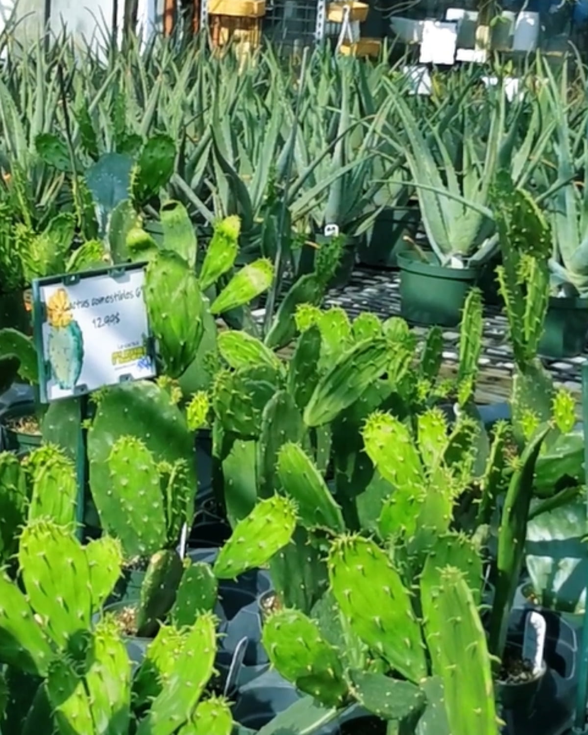 cactus nopal québec